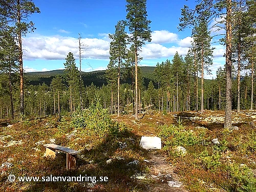 Forest image from Trysil. Bench and trails in a beautiful wooded area.
