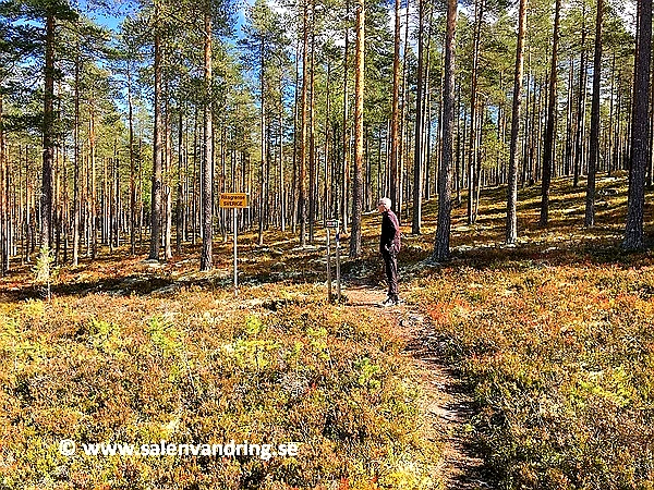 Trail in the forest. Running on a path.