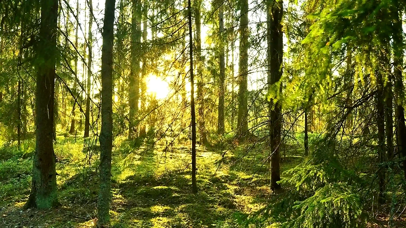 Forest with sunlight. Perfect for trail running.