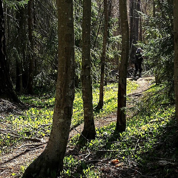 Running on a trail in the woods. Sunlight filtering through the trees.