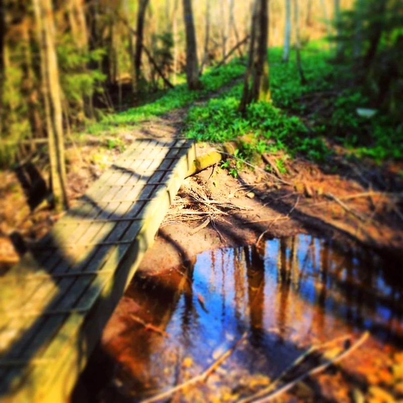 Wooden bridge over a stream in the forest, suitable for trail running.