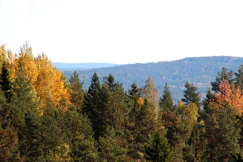 Forest landscape with trees in autumn colors, perfect for trail running.