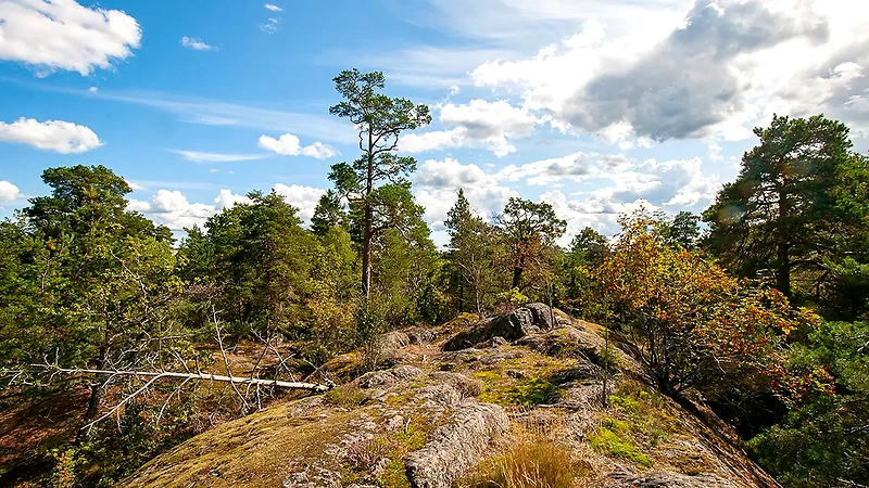 Nature image of forest and mountain terrain, suitable for trail running.