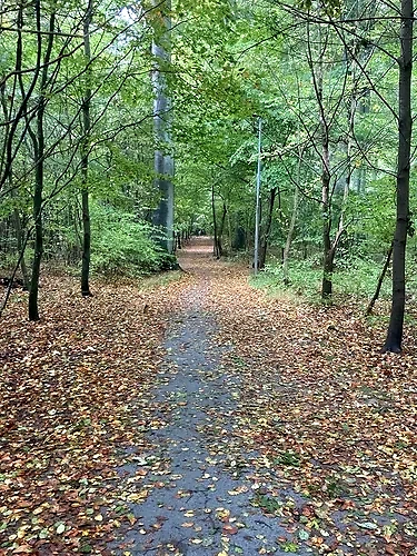 The running trail through the beech forest, perfect for the trail race Bokskogsloppet.