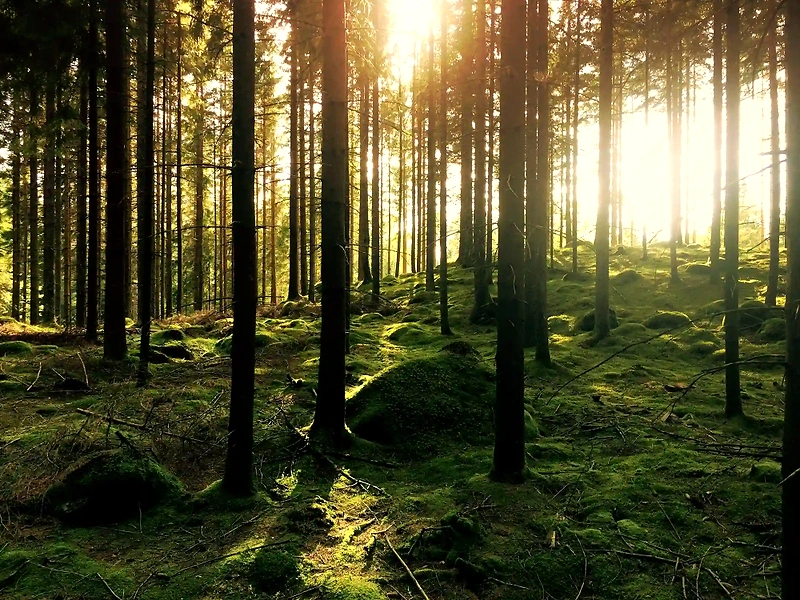 Forest with sunlight, perfect for trail running.
