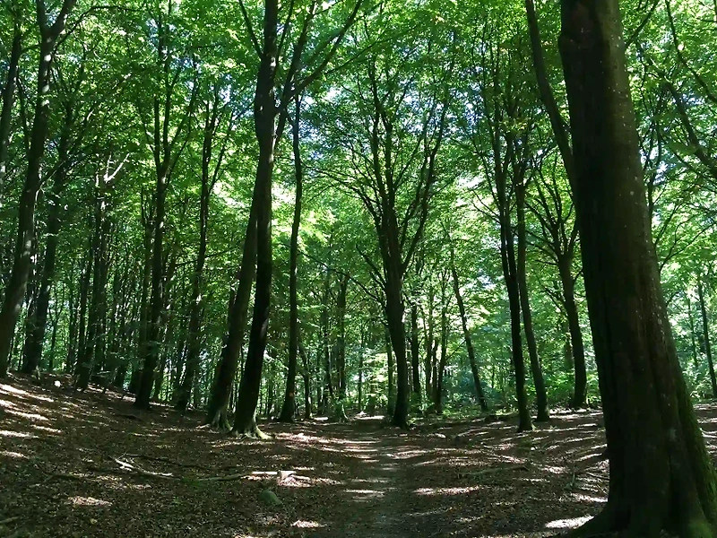 Skrylleskogen: Ljusstrimmor i en skogsstig. Perfekt för terränglöpning.