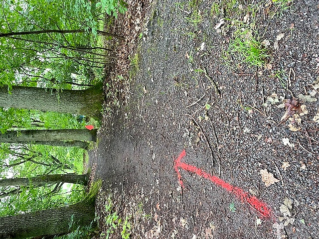 Stig med röd pilmarkering i en skog för trail-lopp.