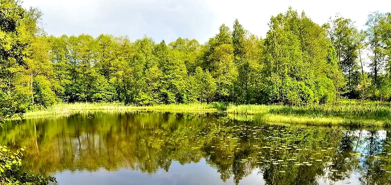 Vacker sjö med grönska, troligen en del av löprundan.