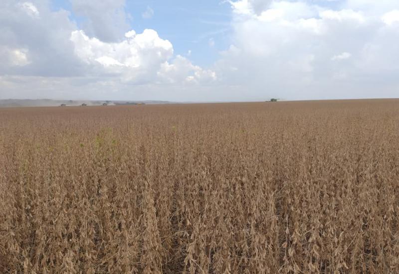 Colheita de soja em Mato Grosso do Sul atinge 14,9% até 13/02; clima seco e veranicos afetam lavouras e projetam 15,195 milhões de toneladas