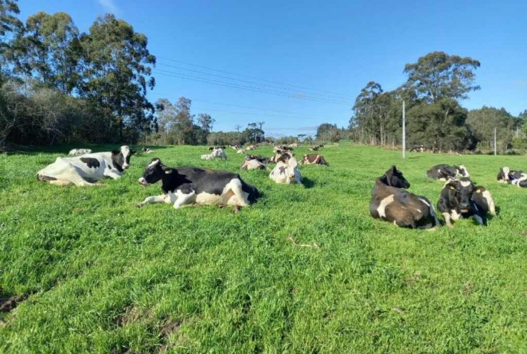 "Como Proteger Suas Vacas Leiteiras do Estresse Térmico no Verão: Dicas Essenciais de Manejo e Infraestrutura"