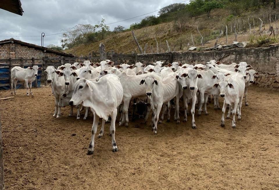 Sebrae/PE promove Seminário de Bovinocultura de Corte na Zona da Mata: gestão ESG, fortalecimento da cadeia produtiva e impactos econômicos em Pernambuco