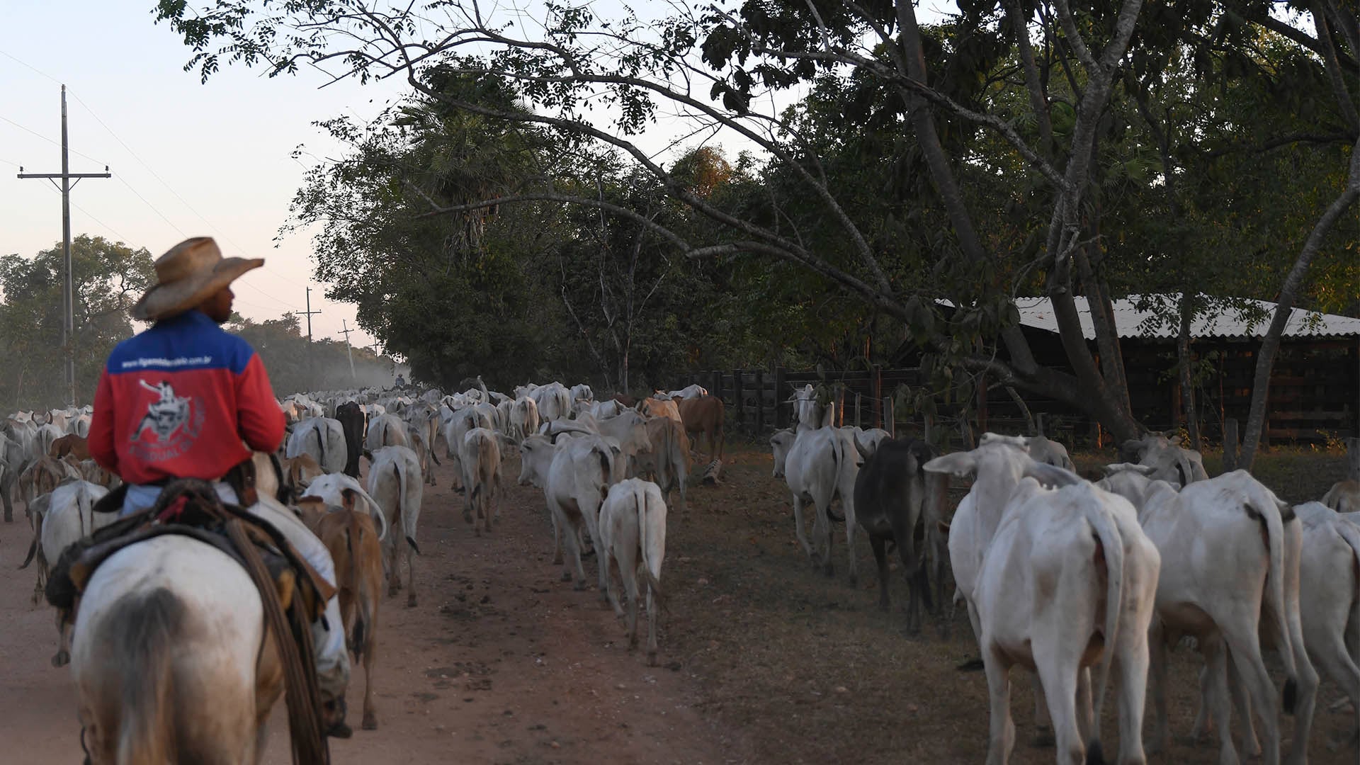 "Virada do Ciclo Pecuário: Alta de 8% no Preço do Boi Gordo e Impactos no Mercado"