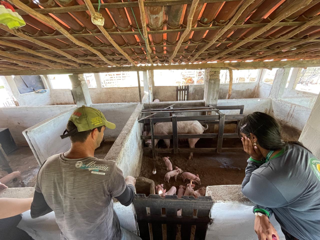 Biogás transforma a suinocultura no Agreste Meridional de Pernambuco com biodigestores que reduzem custos e geram energia renovável
