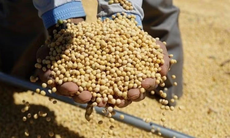 Queda no preço da soja e do óleo de soja pressiona o mercado global; demanda fraca dos EUA e oferta abundante da nova safra
