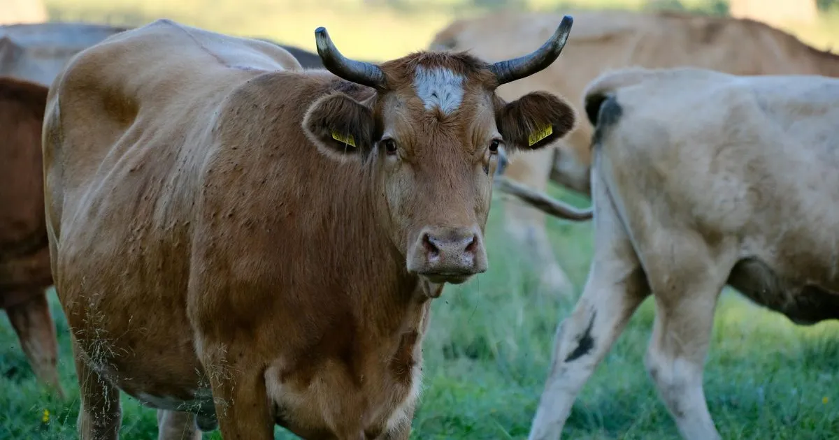 O "Ouro Brasileiro": Vergalho Bovino Conquista Mercado Asiático e Impulsiona Exportações de Mato Grosso