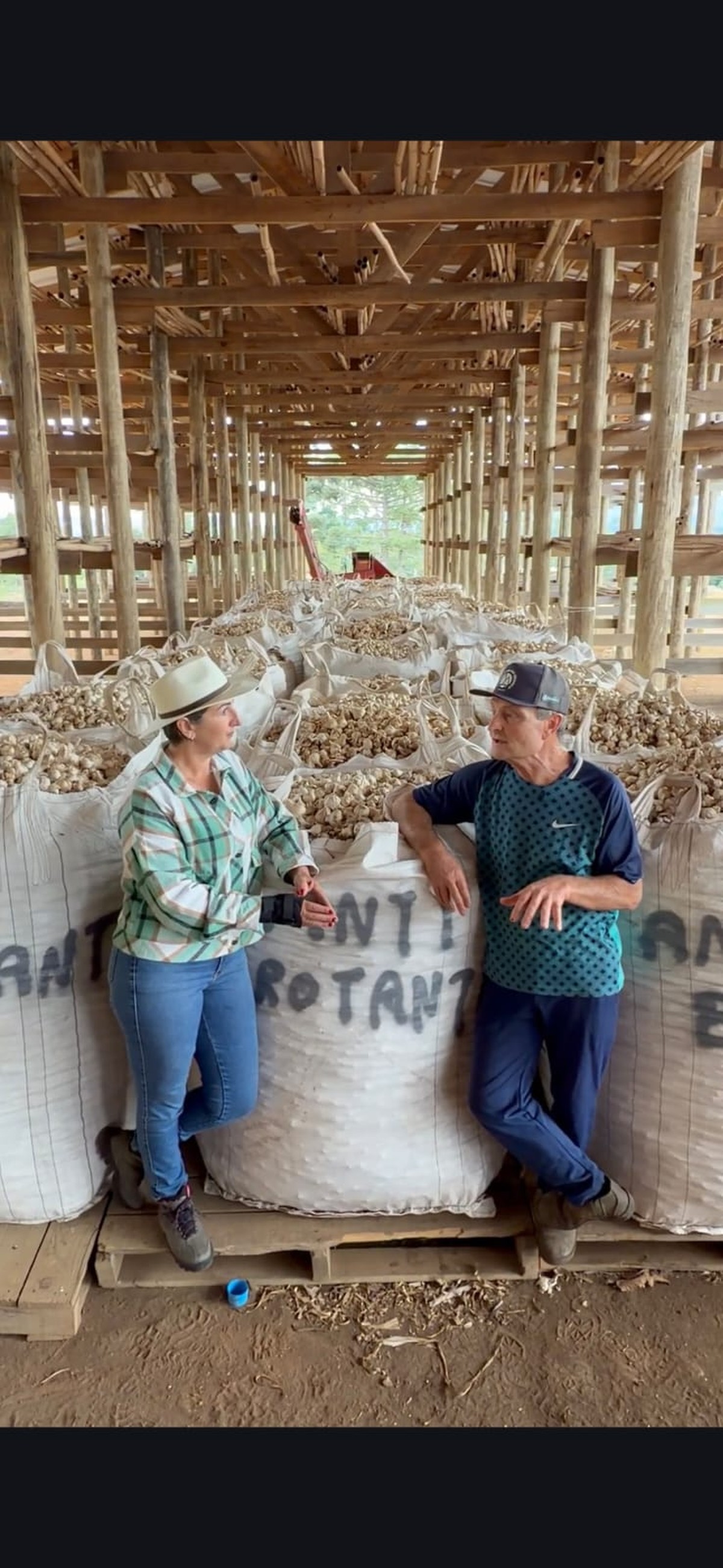 Alho importado barato pressiona produtores no Brasil; área plantada cai 21% e pedem medidas contra China e Argentina