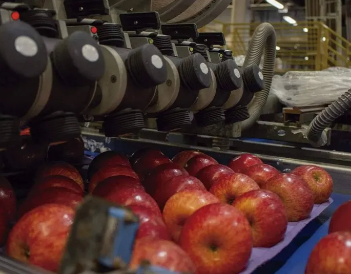 Cooperativa Nossa Terra encerra safras de verão com uva, milho e trigo; PPR pago e projeção de maçã impulsiona expansão