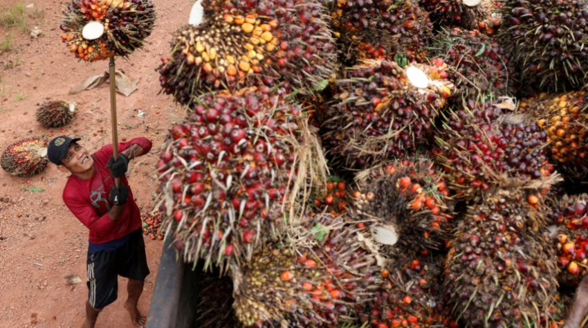 Biodiesel impulsiona demanda global por óleo de palma, óleo de soja e canola; Indonésia, Brasil e EUA lideram produção 2025/26