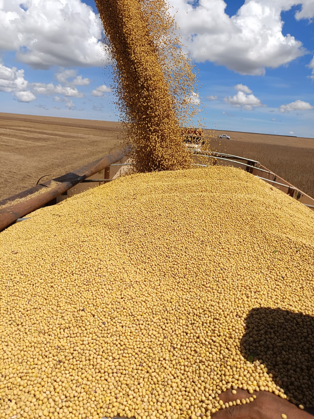 China não adotará tolerância zero a plantas daninhas na soja brasileira, aponta SDA