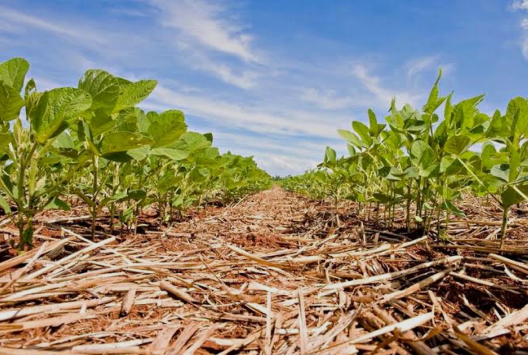 Governo avalia linha subsidiada de fertilizantes para reduzir custos dos produtores