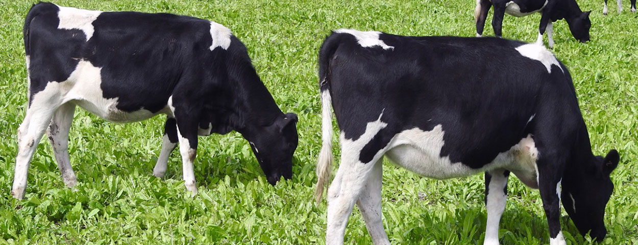 Right diet helps calves thrive