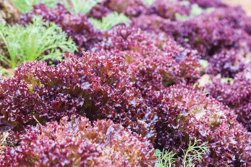 Purple Lollo Lettuce