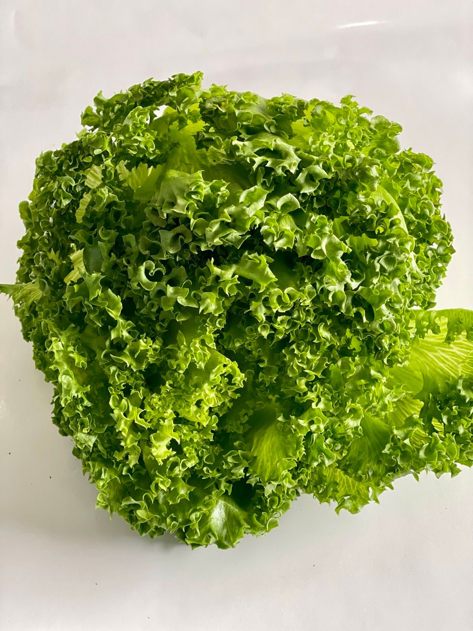 Green Lollo Lettuce