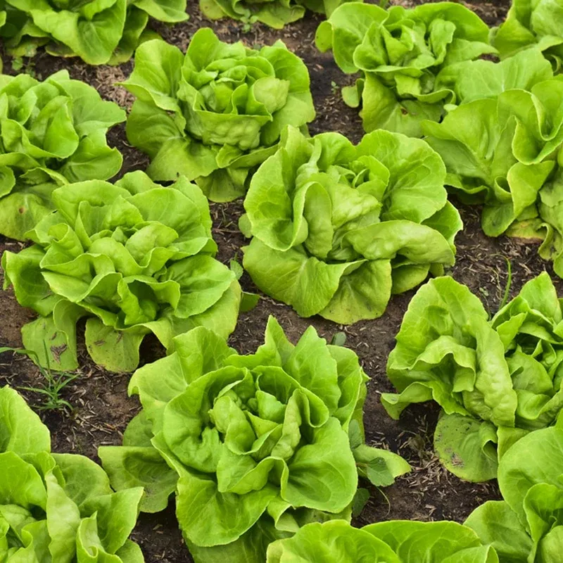Butterhead Lettuce 1
