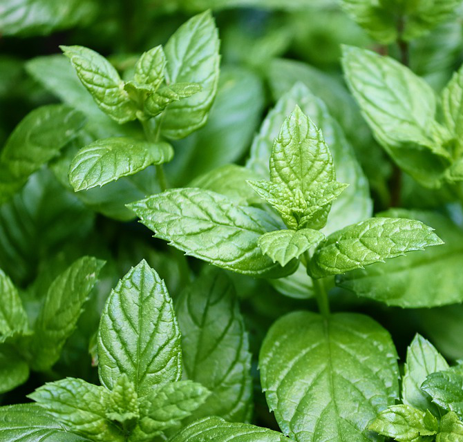 Peppermint leaf