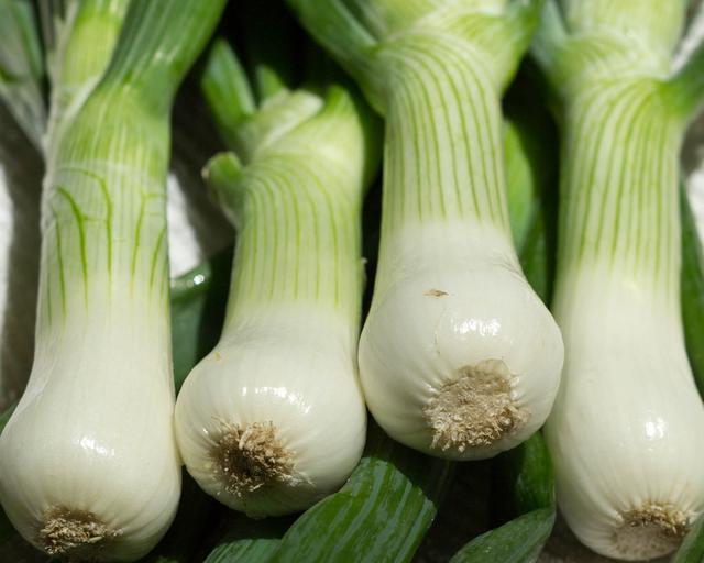 Scallion bulb