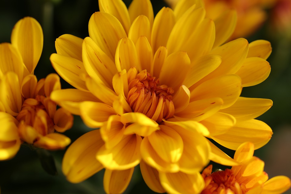 Chrysanthemum flower