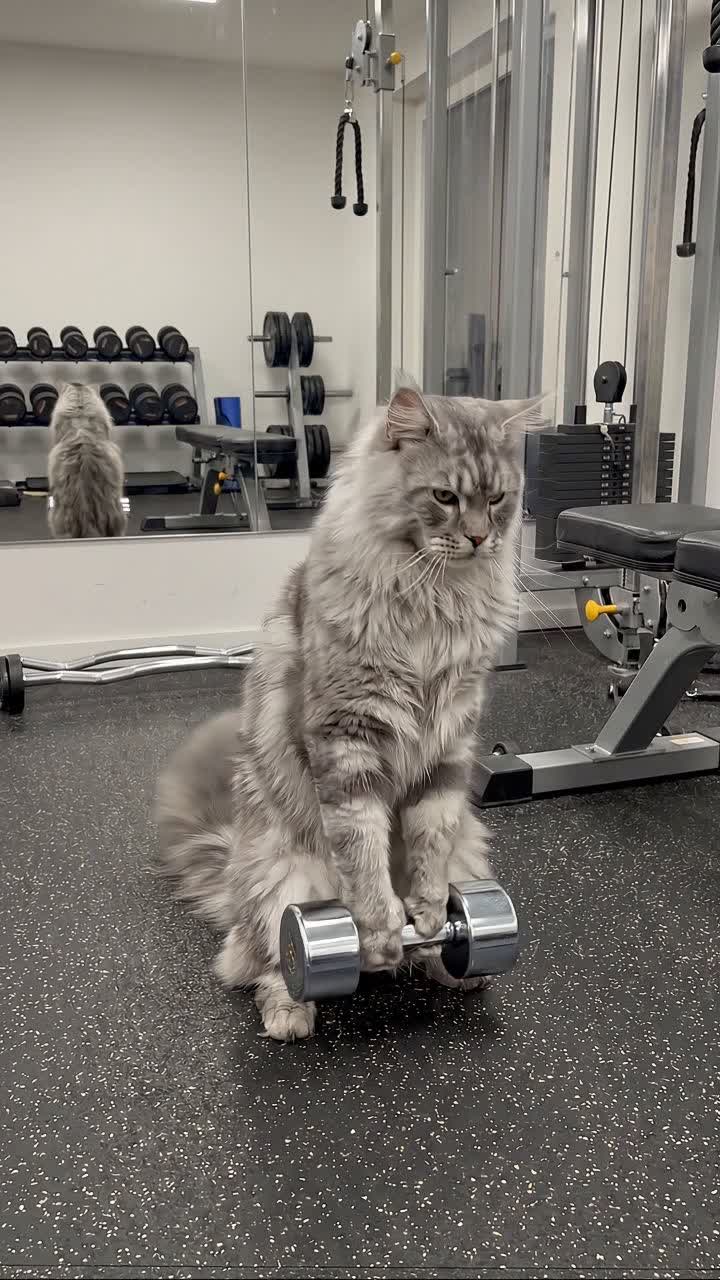 Pet Lifting Weights template