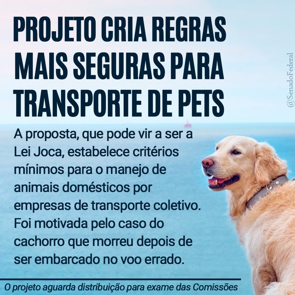 animais domésticos em voos comerciais