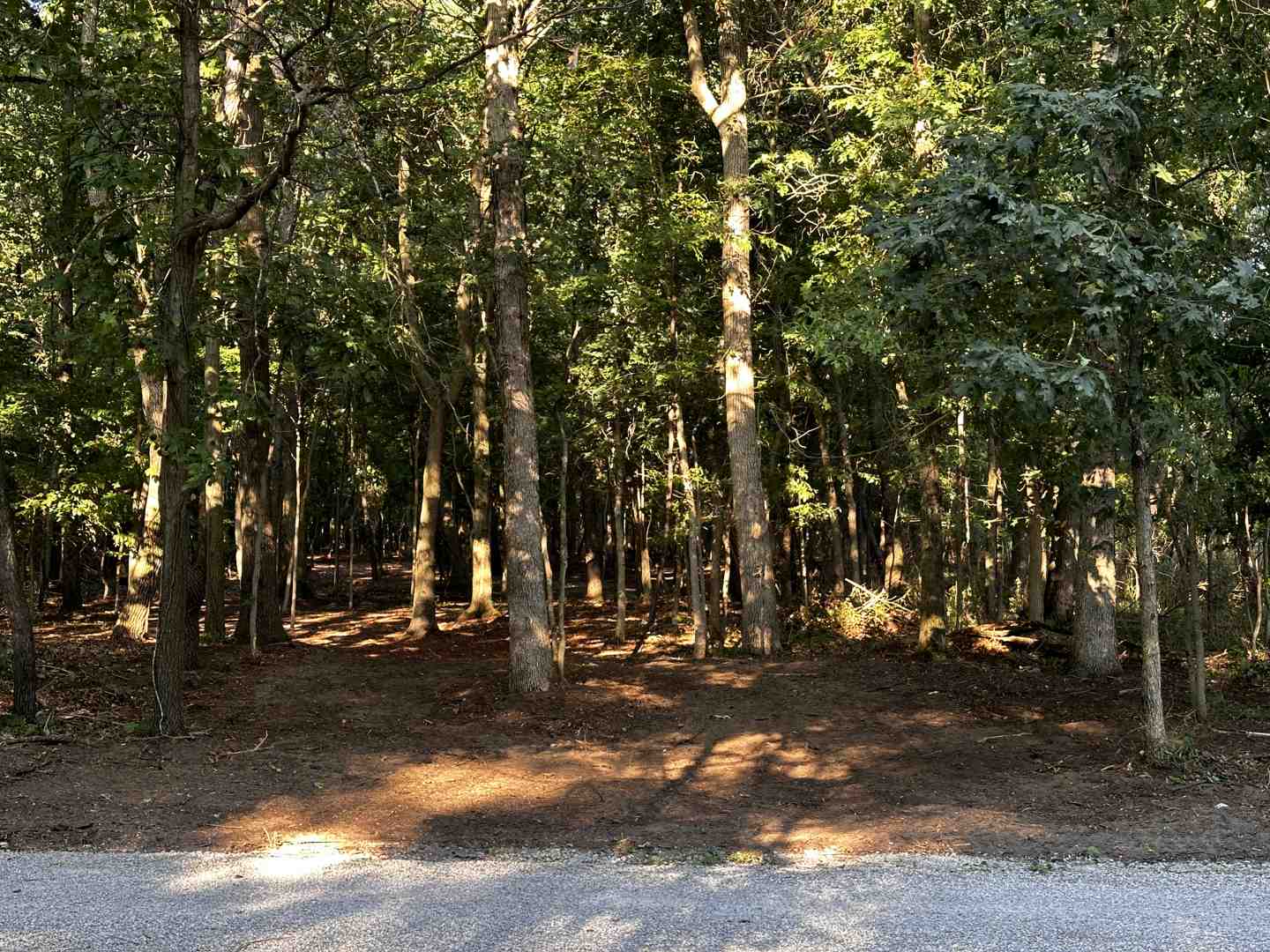 Comparison of a healthy native Michigan woodland and an invasive buckthorn monoculture - invasive species control