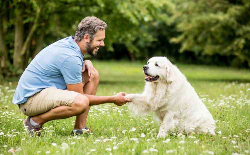 happy dog greeting a person on a ranch - Dog Boarding Services happy dog greeting a person on a ranch - Dog Boarding Services