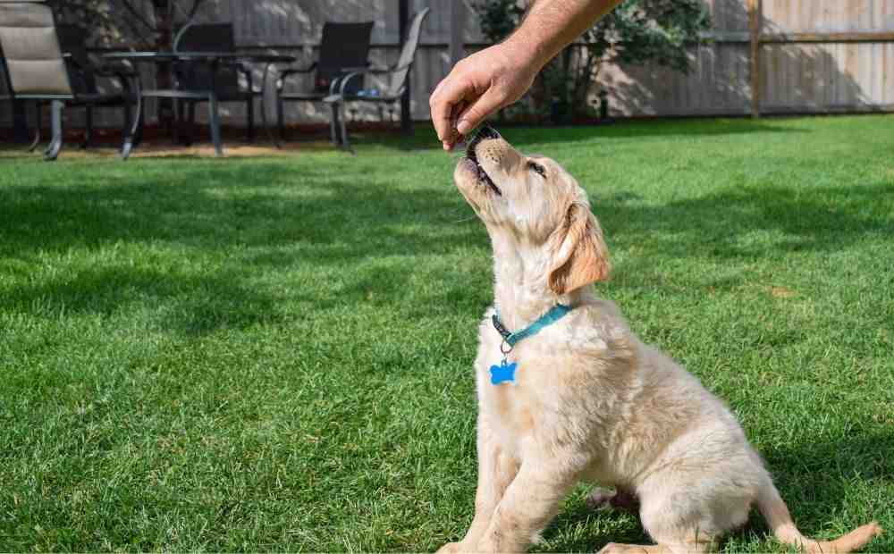 trainer working one-on-one with a dog in a positive manner - Austin dog training camp trainer working one-on-one with a dog in a positive manner - Austin dog training camp