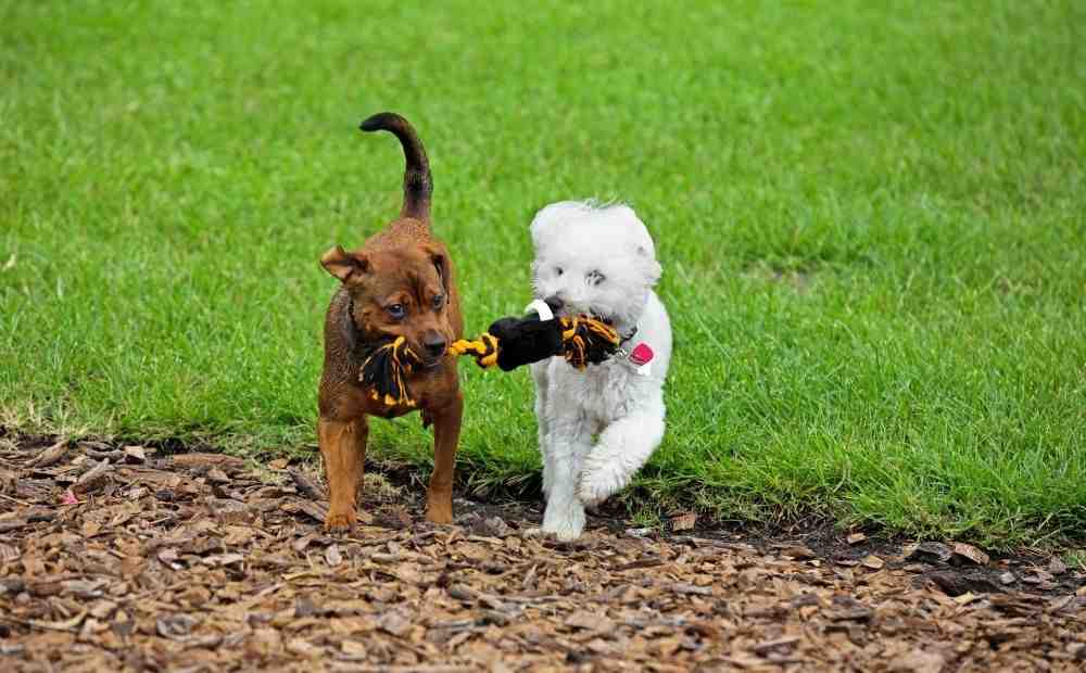 dogs playing in a small, supervised group in the Austin area dogs playing in a small, supervised group in the Austin area