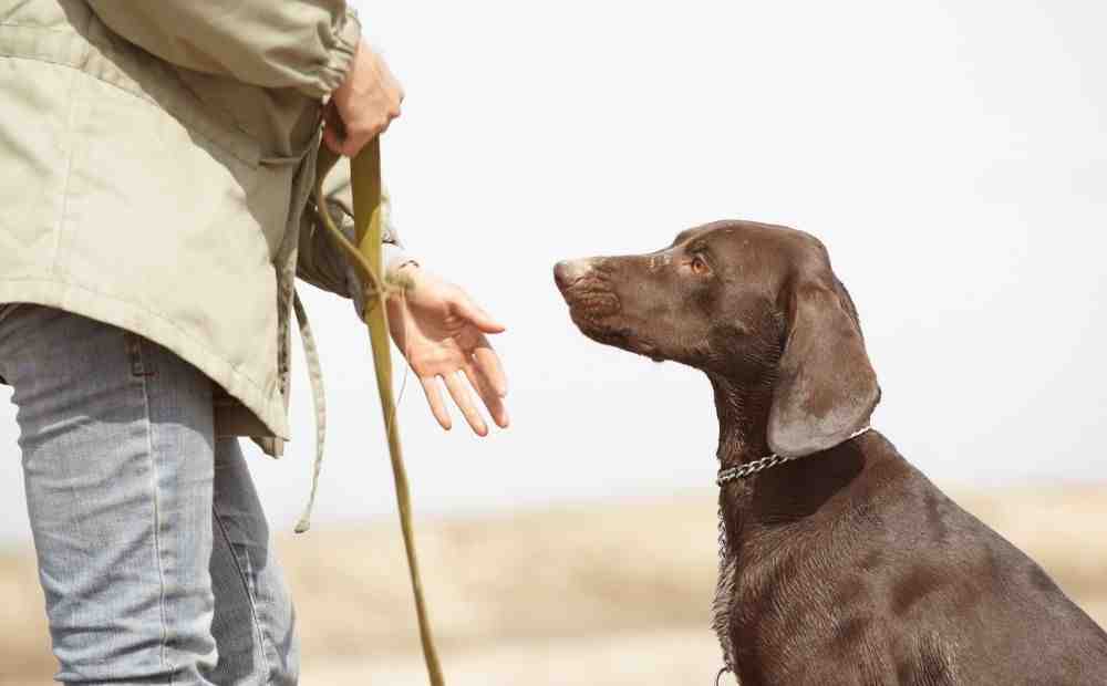 infographic showing the key stages of bird dog training from playful puppy to finished hunting companion, including foundation building with basic obedience, early bird exposure around six months, backyard drill practice, field work introduction with birds and gunfire, and year-round maintenance training, all set against a spacious ranch backdrop - how to train a bird dog infographic showing the key stages of bird dog training from playful puppy to finished hunting companion, including foundation building with basic obedience, early bird exposure around six months, backyard drill practice, field work introduction with birds and gunfire, and year-round maintenance training, all set against a spacious ranch backdrop - how to train a bird dog