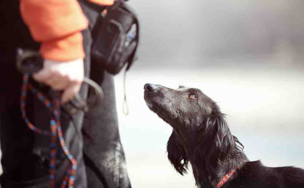 Infographic showing proper heel position with 6-inch distance rule, left leg alignment, and parallel walking stance - Heel command training Infographic showing proper heel position with 6-inch distance rule, left leg alignment, and parallel walking stance - Heel command training