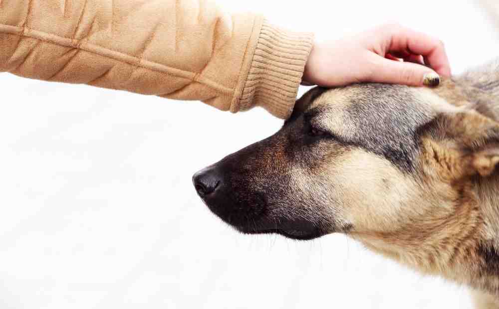 happy dog receiving hands-on care from a friendly staff member - dog boarding reviews happy dog receiving hands-on care from a friendly staff member - dog boarding reviews