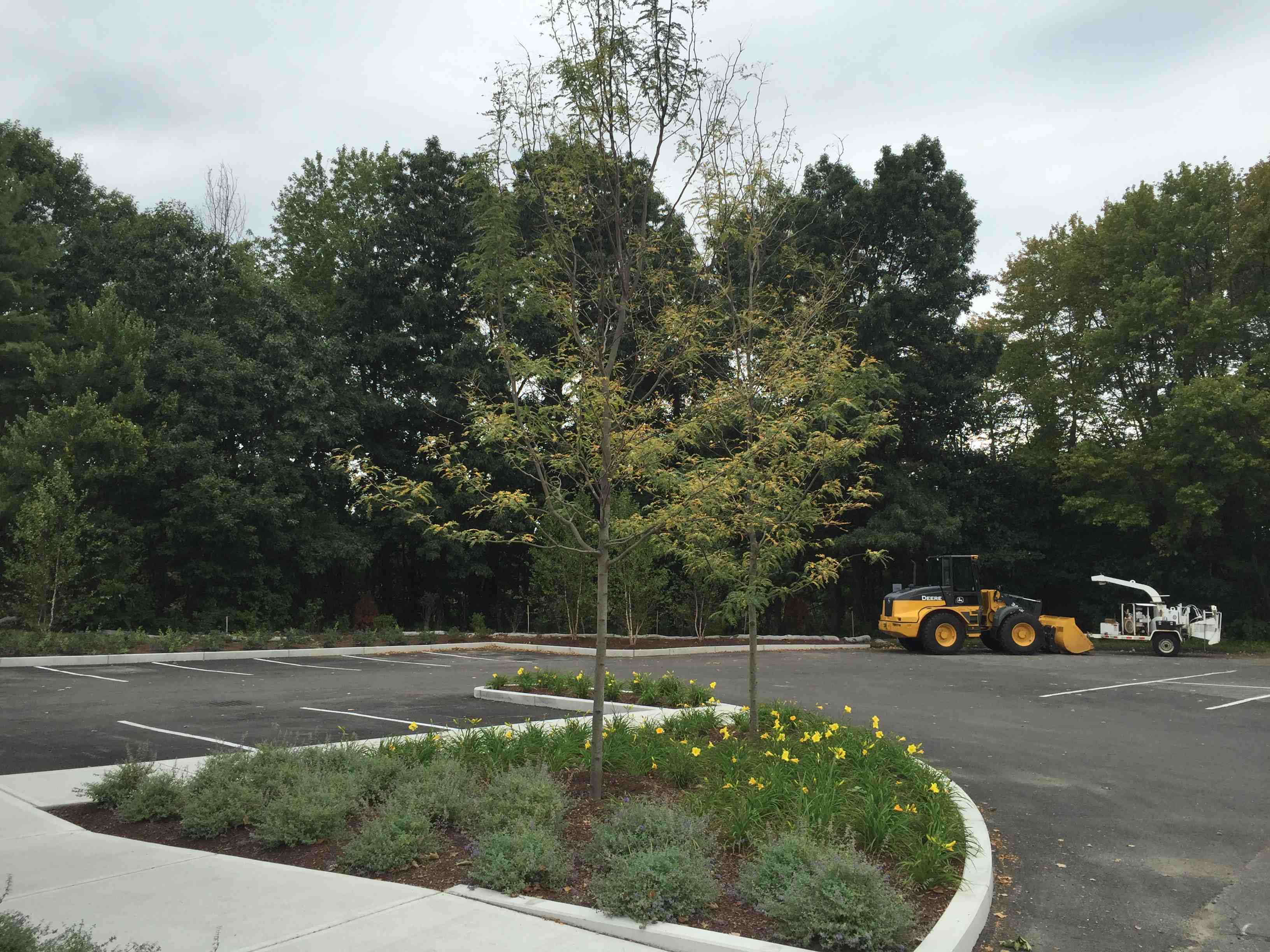 High-Grade Plant Material - commercial landscape construction