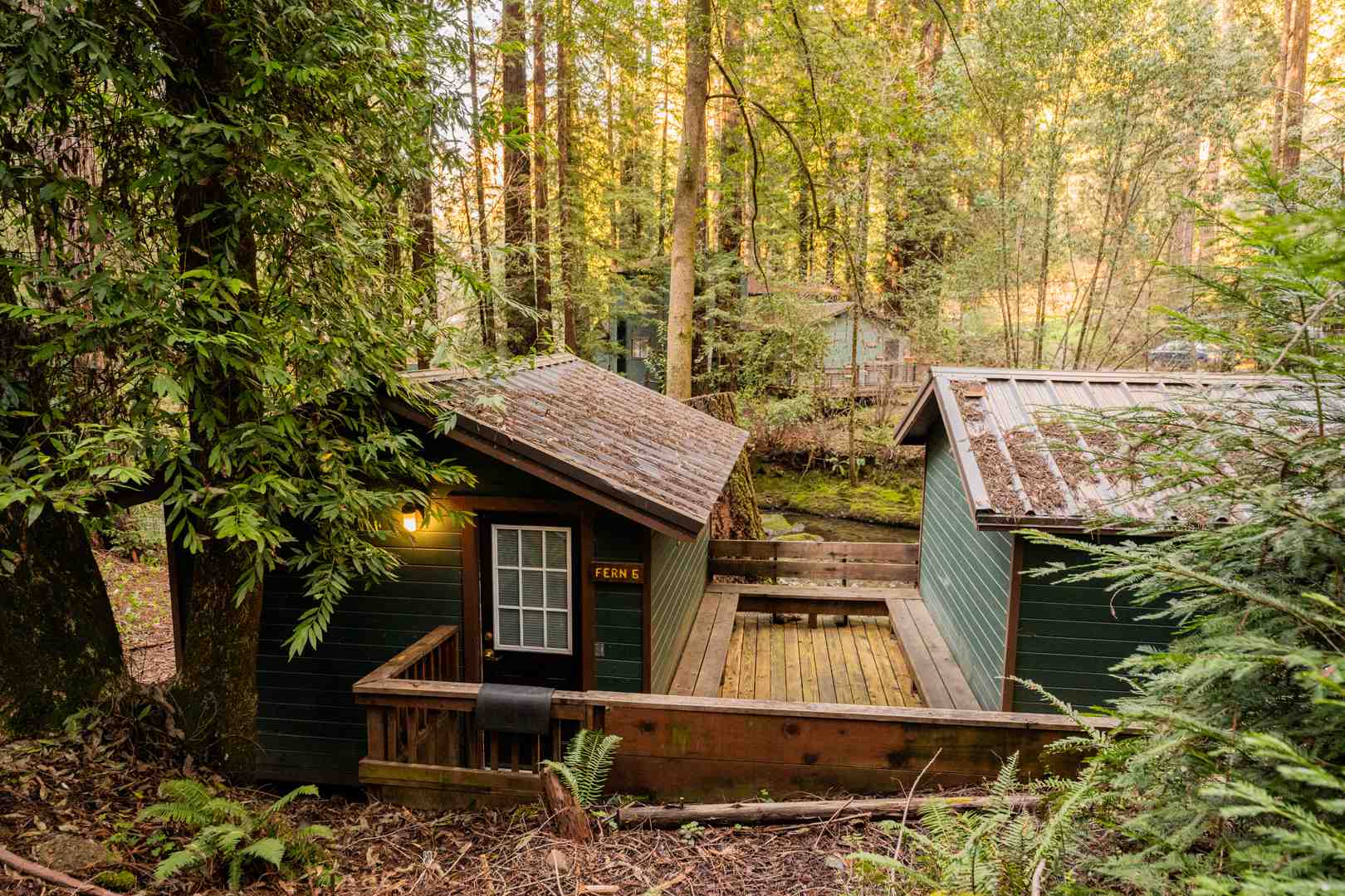 misty redwood forest floor - group cabin rentals in the Redwoods