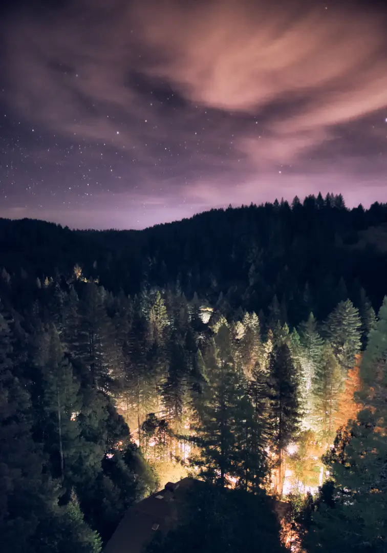 Towering redwood silhouettes against a starry night sky