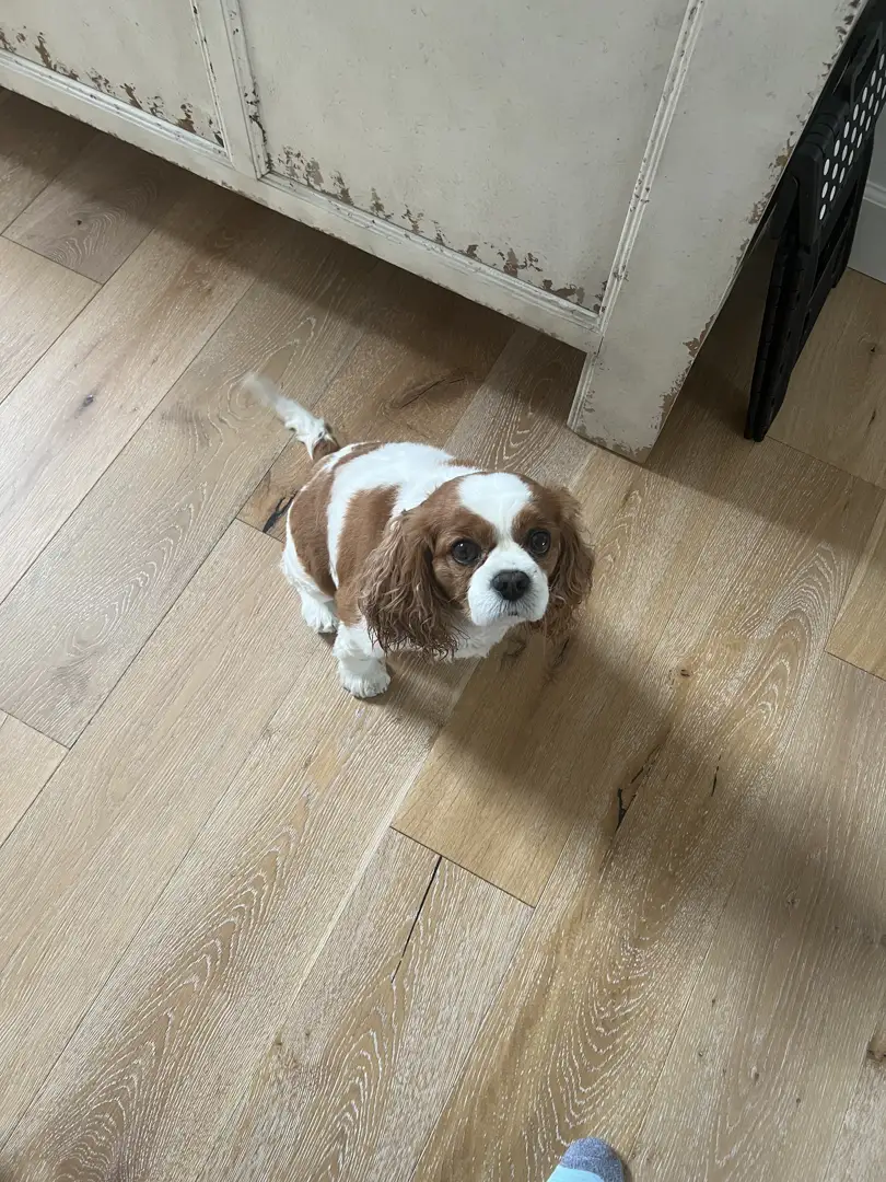 Dog sitting on clean hardwood floor Dog sitting on clean hardwood floor