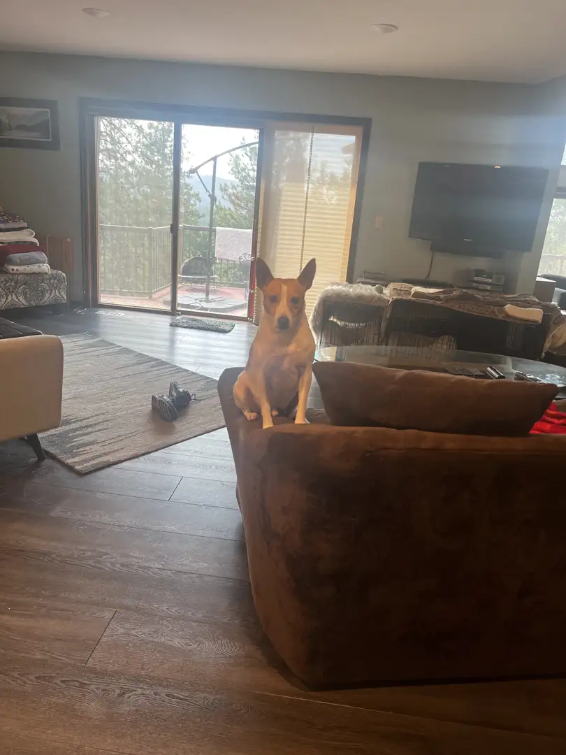 happy family dog sitting on a freshly vacuumed clean rug in a Spokane home - how often do you need a cleaning service happy family dog sitting on a freshly vacuumed clean rug in a Spokane home - how often do you need a cleaning service