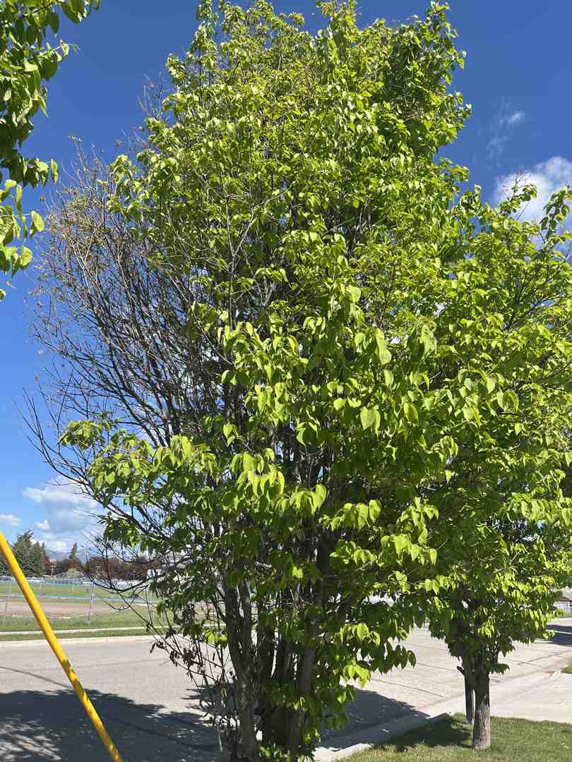 stump grinder cost - stump grinder cost