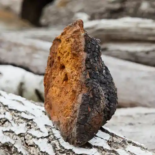 Chaga mushroom chunk resting on a birch log, symbolising the wild, natural source of the antioxidant power contributing to chaga skin benefits.