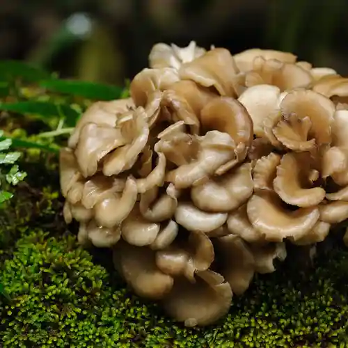 A large, naturally growing Maitake mushroom fruiting body resting on a bed of green moss, a high-value source of antioxidant rich mushrooms.