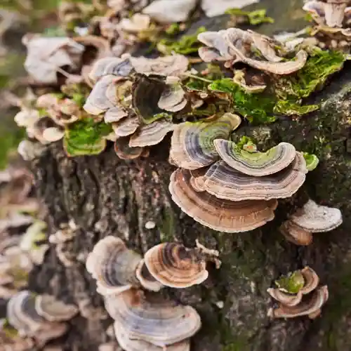 Turkey Tail mushrooms growing on a log; these functional fungi are excellent for a powerful, natural daily immune boost. Turkey Tail mushrooms growing on a log; these functional fungi are excellent for a powerful, natural daily immune boost.