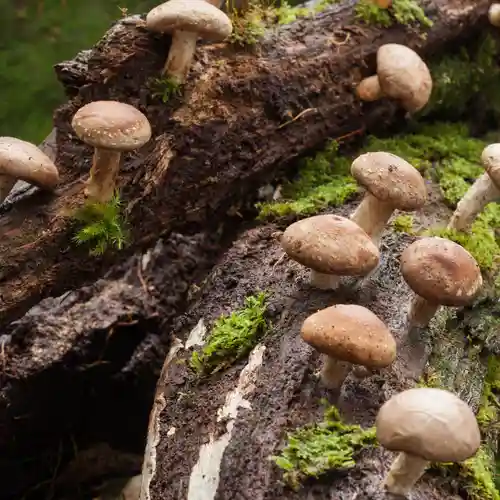 Small brown mushrooms sprouting out of damp, mossy logs on the forest floor, displaying wild types of fungi. Small brown mushrooms sprouting out of damp, mossy logs on the forest floor, displaying wild types of fungi.